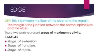 EDGE
DEF: This is between the floor of the ulcer and the margin.
The margin is the junction between the normal epithelium
and the ulcer.
These two parts represent areas of maximum activity.
3 STAGES
 Stage of ex-tension.
 Stage of transition.
 Stage of repair.
 