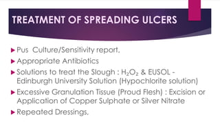TREATMENT OF SPREADING ULCERS
 Pus Culture/Sensitivity report,
 Appropriate Antibiotics
 Solutions to treat the Slough : H₂O₂ & EUSOL -
Edinburgh University Solution (Hypochlorite solution)
 Excessive Granulation Tissue (Proud Flesh) : Excision or
Application of Copper Sulphate or Silver Nitrate
 Repeated Dressings,
 