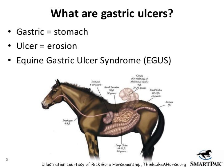 SmartPak's Understanding Equine Ulcers & Gastric Health