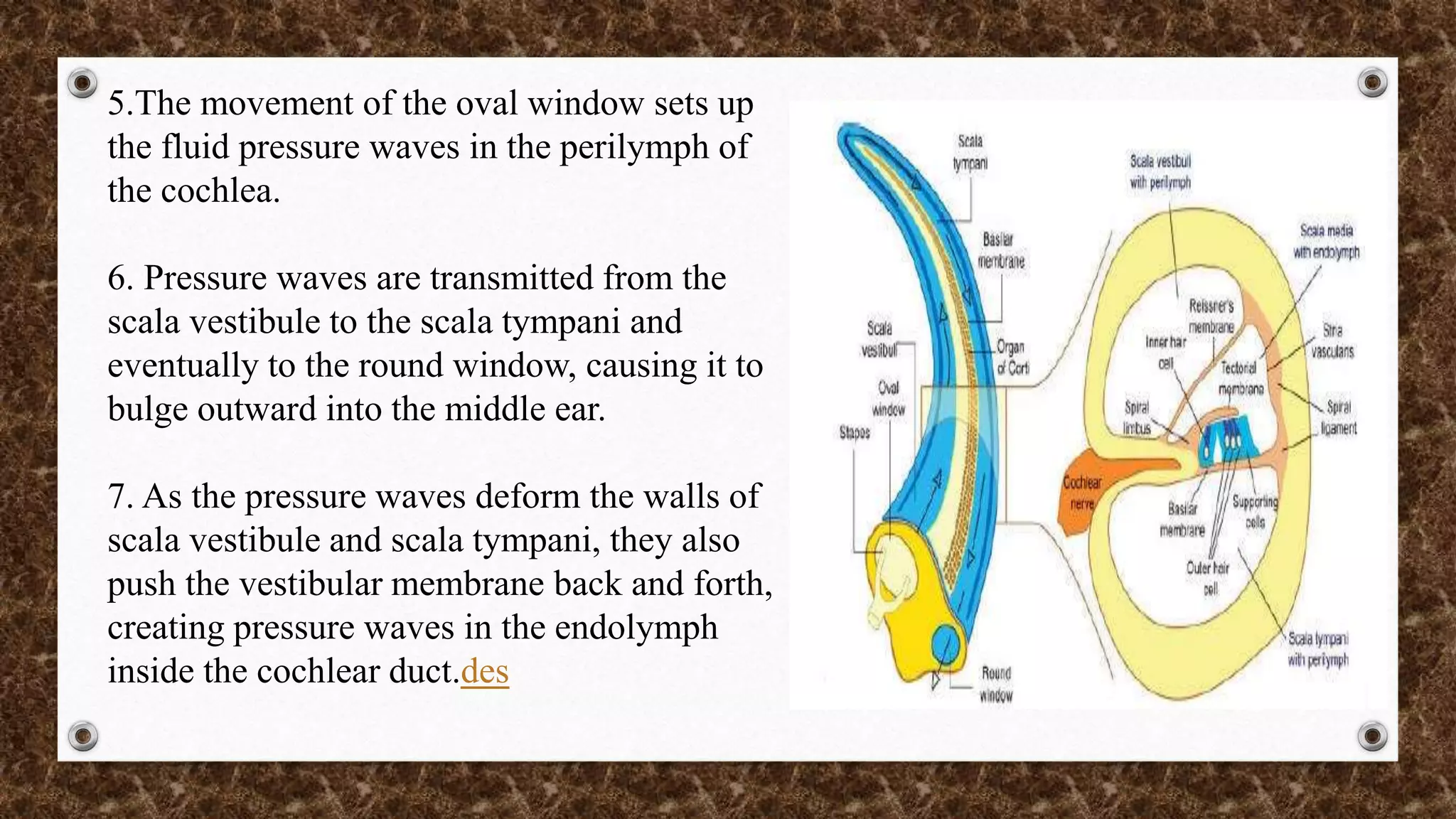 Physiology of hearing and balance | PPTX