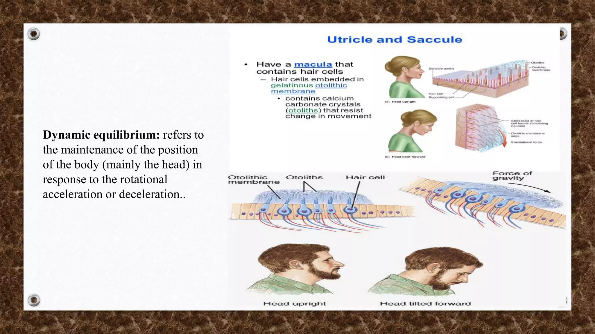 Physiology of hearing and balance | PPTX
