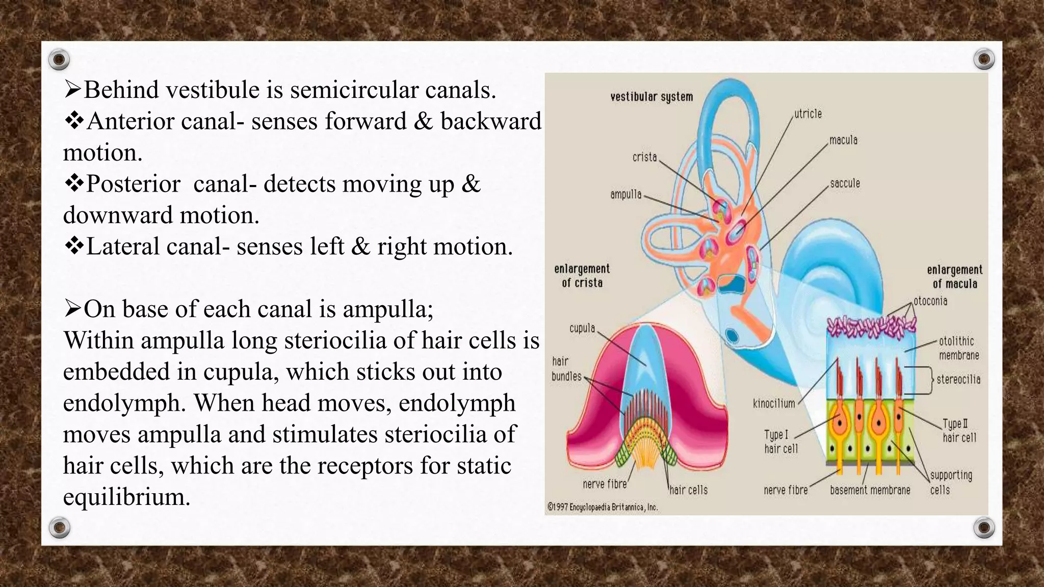 Physiology of hearing and balance | PPTX