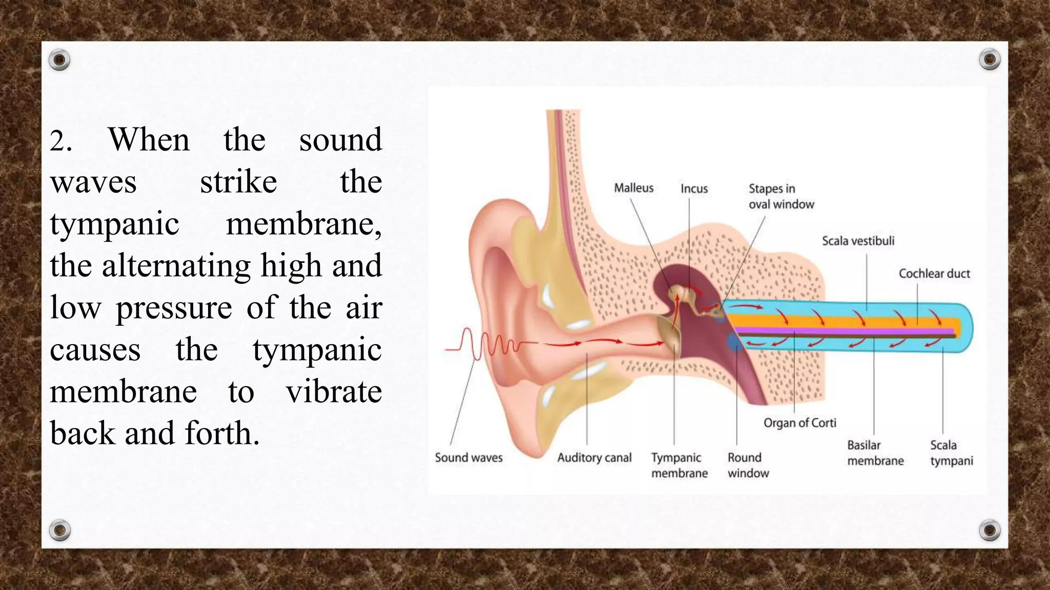 Physiology of hearing and balance | PPTX