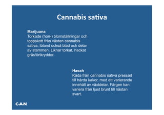 Cannabis	
  saAva	
  
Marijuana
Torkade (hon-) blomställningar och
toppskott från växten cannabis
sativa, ibland också blad och delar
av stammen. Liknar torkat, hackat
gräs/örtkryddor.



                          Hasch
                          Kåda från cannabis sativa pressad
                          till hårda kakor, med ett varierande
                          innehåll av växtdelar. Färgen kan
                          variera från ljust brunt till nästan
                          svart.
 
