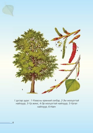 Улиас тарьж ургуулах гарын авлага