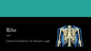Lateral Boundary Rib Thorax.pptx