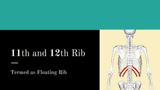 Thorax.pptx