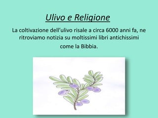 Ulivo e Religione 
La coltivazione dell’ulivo risale a circa 6000 anni fa, ne 
ritroviamo notizia su moltissimi libri antichissimi 
come la Bibbia. 
 