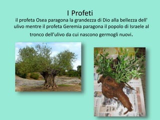 I Profeti 
il profeta Osea paragona la grandezza di Dio alla bellezza dell' 
ulivo mentre il profeta Geremia paragona il popolo di Israele al 
tronco dell’ulivo da cui nascono germogli nuovi. 
 