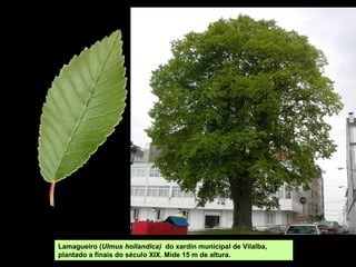 Ulmeiro
común ou
mediterraneo,
negrillo
(Ulmus minor)
Pode acadar ata 40 m de altura.
Atópase na Europa temperada, norte
de África e Asia occidental. Foi
amplamente espallado na época
romana.
 
