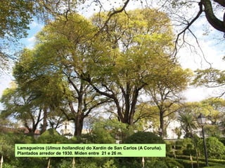 Follas de Ulmus minor.
 