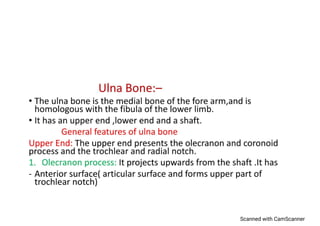 Ulna bone structure