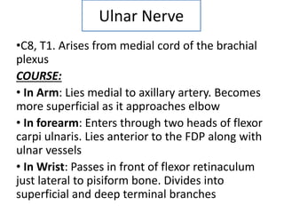 Ulnar Nerve
•C8, T1. Arises from medial cord of the brachial
plexus
COURSE:
• In Arm: Lies medial to axillary artery. Becomes
more superficial as it approaches elbow
• In forearm: Enters through two heads of flexor
carpi ulnaris. Lies anterior to the FDP along with
ulnar vessels
• In Wrist: Passes in front of flexor retinaculum
just lateral to pisiform bone. Divides into
superficial and deep terminal branches
 