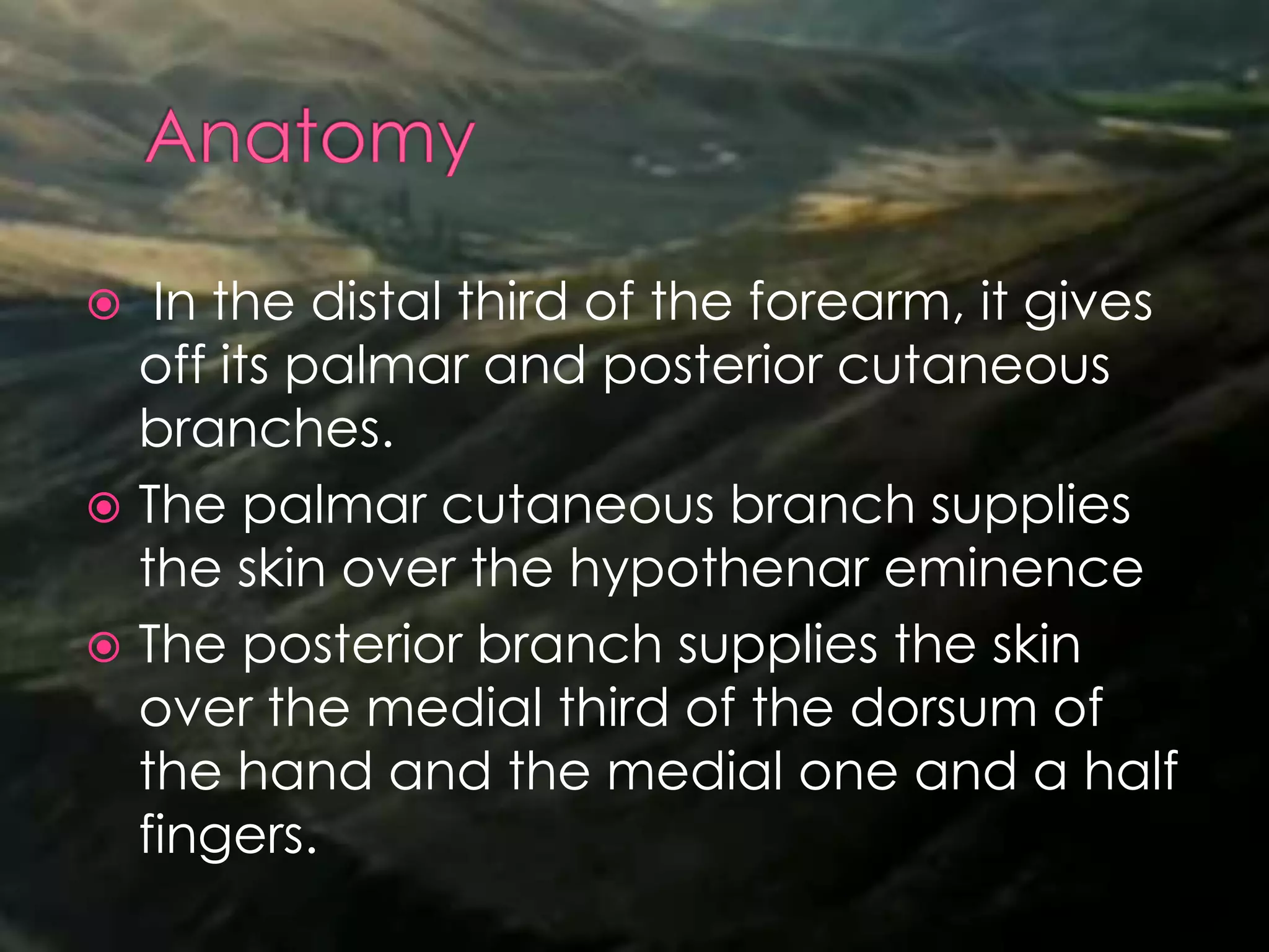  In the distal third of the forearm, it gives
off its palmar and posterior cutaneous
branches.
 The palmar cutaneous branch supplies
the skin over the hypothenar eminence
 The posterior branch supplies the skin
over the medial third of the dorsum of
the hand and the medial one and a half
fingers.
 