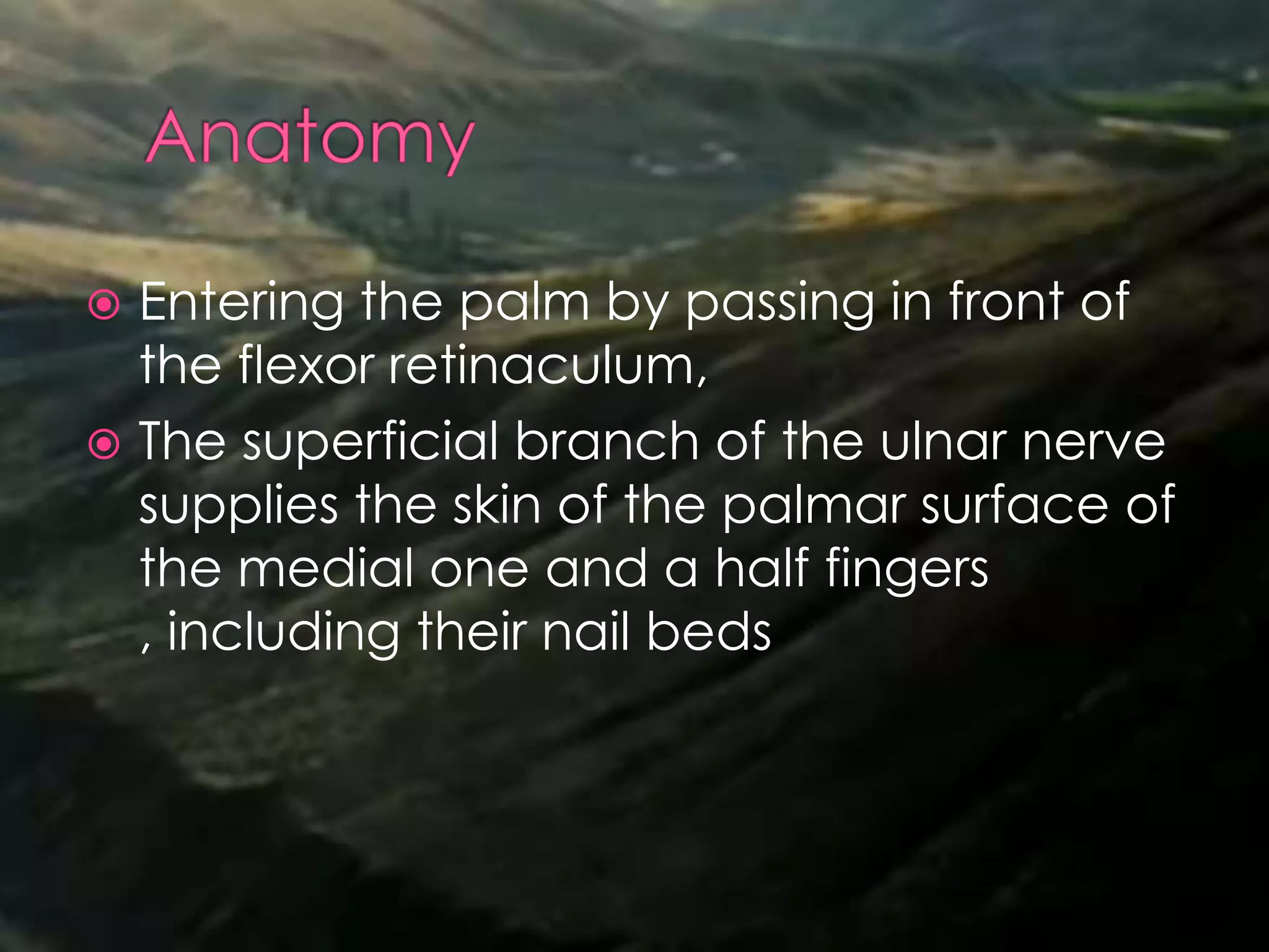  Entering the palm by passing in front of
the flexor retinaculum,
 The superficial branch of the ulnar nerve
supplies the skin of the palmar surface of
the medial one and a half fingers
, including their nail beds
 