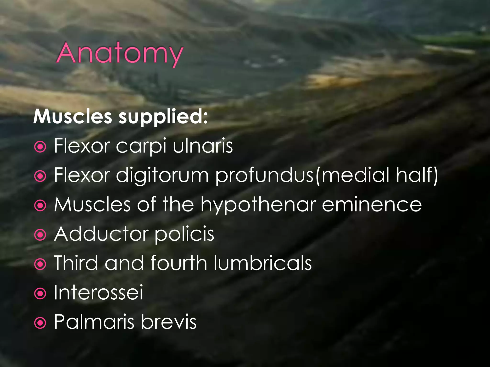 Muscles supplied:
 Flexor carpi ulnaris
 Flexor digitorum profundus(medial half)
 Muscles of the hypothenar eminence
 Adductor policis
 Third and fourth lumbricals
 Interossei
 Palmaris brevis
 