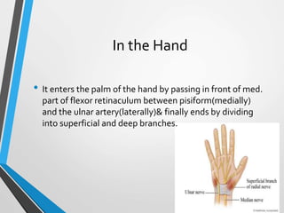 In the Hand
• It enters the palm of the hand by passing in front of med.
part of flexor retinaculum between pisiform(medially)
and the ulnar artery(laterally)& finally ends by dividing
into superficial and deep branches.
 