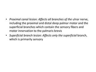 • Proximal canal lesion: Affects all branches of the ulnar nerve,
including the proximal and distal deep palmar motor and the
superficial branches which contain the sensory fibers and
motor innervation to the palmaris brevis
• Superficial branch lesion: Affects only the superficial branch,
which is primarily sensory
 