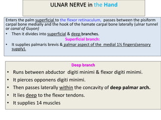 ULNAR NERVE in the Hand
Enters the palm superficial to the flexor retinaculum, passes between the pisiform
carpal bone medially and the hook of the hamate carpal bone laterally (ulnar tunnel
or canal of Guyon)
• Then it divides into superficial & deep branches.
Superficial branch:
• It supplies palmaris brevis & palmar aspect of the medial 1½ fingers(sensory
supply).
Deep branch
• Runs between abductor digiti minimi & flexor digiti minimi.
• It pierces opponens digiti minimi.
• Then passes laterally within the concavity of deep palmar arch.
• It lies deep to the flexor tendons.
• It supplies 14 muscles
 