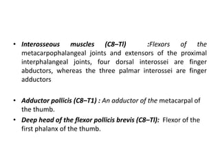 • Interosseous muscles (C8–Tl) :Flexors of the
metacarpophalangeal joints and extensors of the proximal
interphalangeal joints, four dorsal interossei are finger
abductors, whereas the three palmar interossei are finger
adductors
• Adductor pollicis (C8–T1) : An adductor of the metacarpal of
the thumb.
• Deep head of the flexor pollicis brevis (C8–Tl): Flexor of the
first phalanx of the thumb.
 