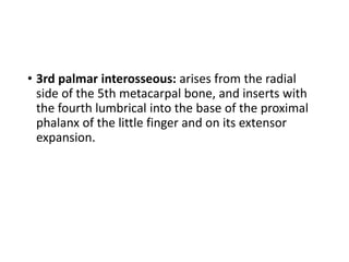 • 3rd palmar interosseous: arises from the radial
side of the 5th metacarpal bone, and inserts with
the fourth lumbrical into the base of the proximal
phalanx of the little finger and on its extensor
expansion.
 