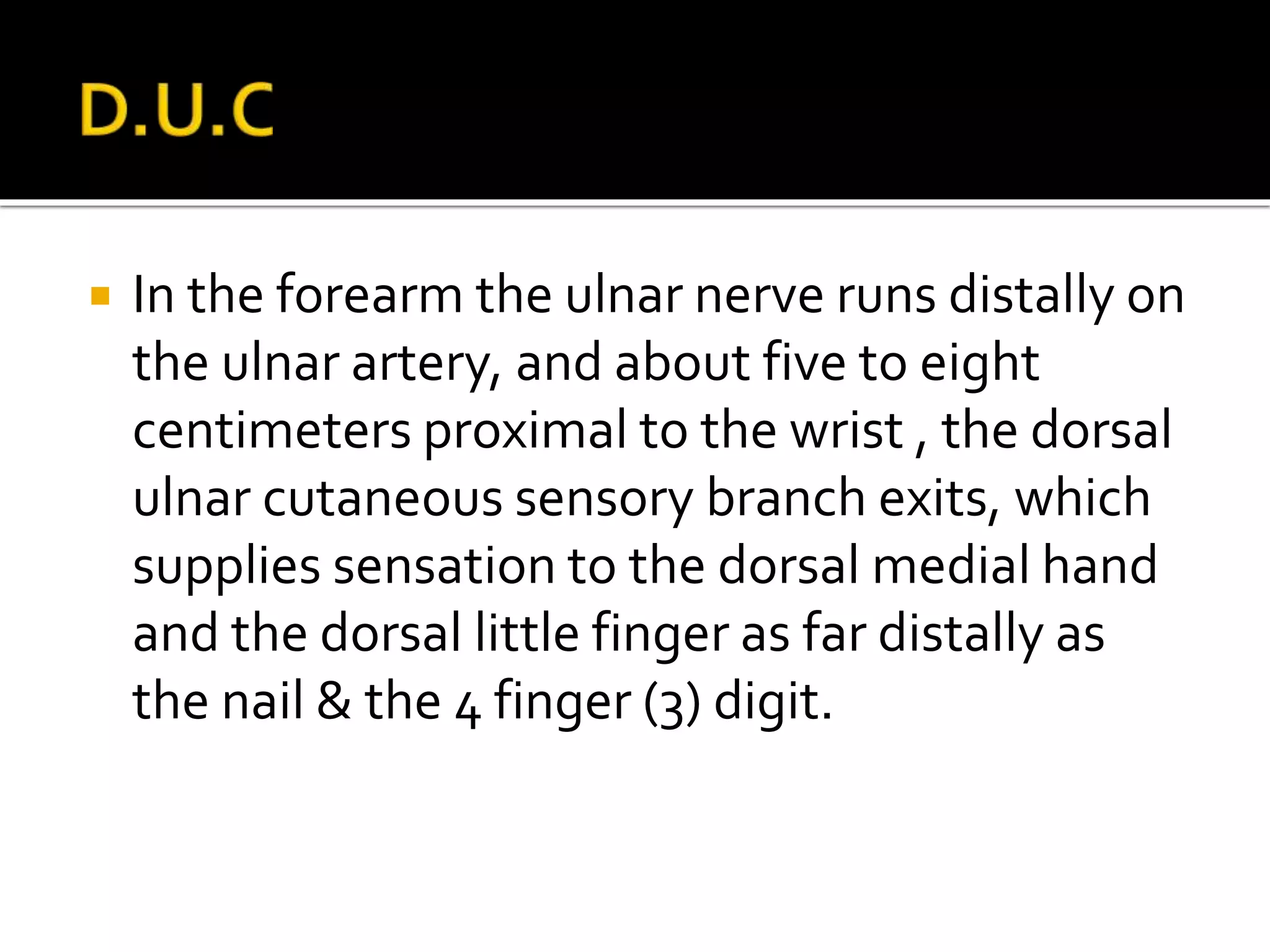  In the forearm the ulnar nerve runs distally on
the ulnar artery, and about five to eight
centimeters proximal to the wrist , the dorsal
ulnar cutaneous sensory branch exits, which
supplies sensation to the dorsal medial hand
and the dorsal little finger as far distally as
the nail & the 4 finger (3) digit.
 