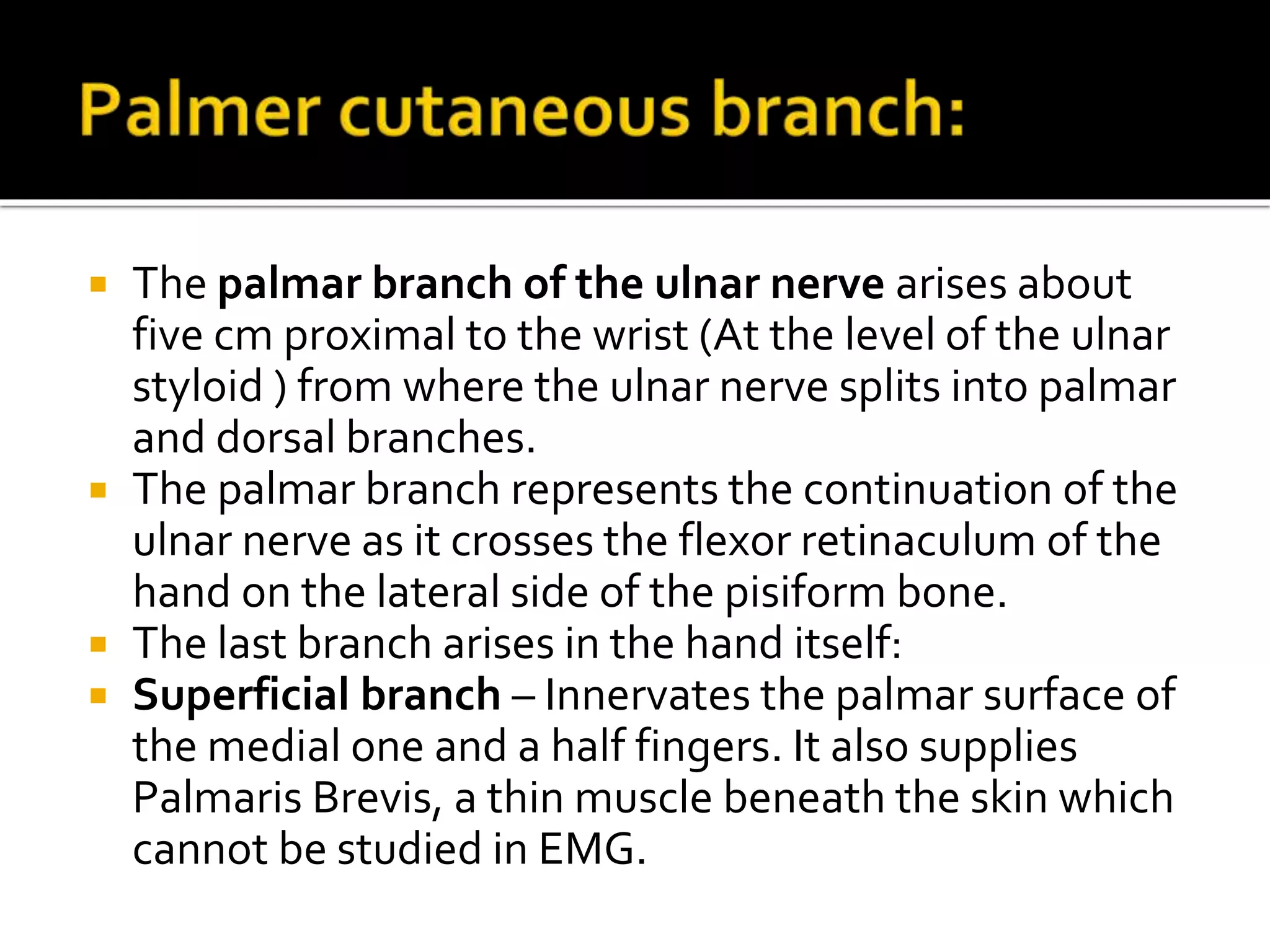  The palmar branch of the ulnar nerve arises about
five cm proximal to the wrist (At the level of the ulnar
styloid ) from where the ulnar nerve splits into palmar
and dorsal branches.
 The palmar branch represents the continuation of the
ulnar nerve as it crosses the flexor retinaculum of the
hand on the lateral side of the pisiform bone.
 The last branch arises in the hand itself:
 Superficial branch – Innervates the palmar surface of
the medial one and a half fingers. It also supplies
Palmaris Brevis, a thin muscle beneath the skin which
cannot be studied in EMG.
 