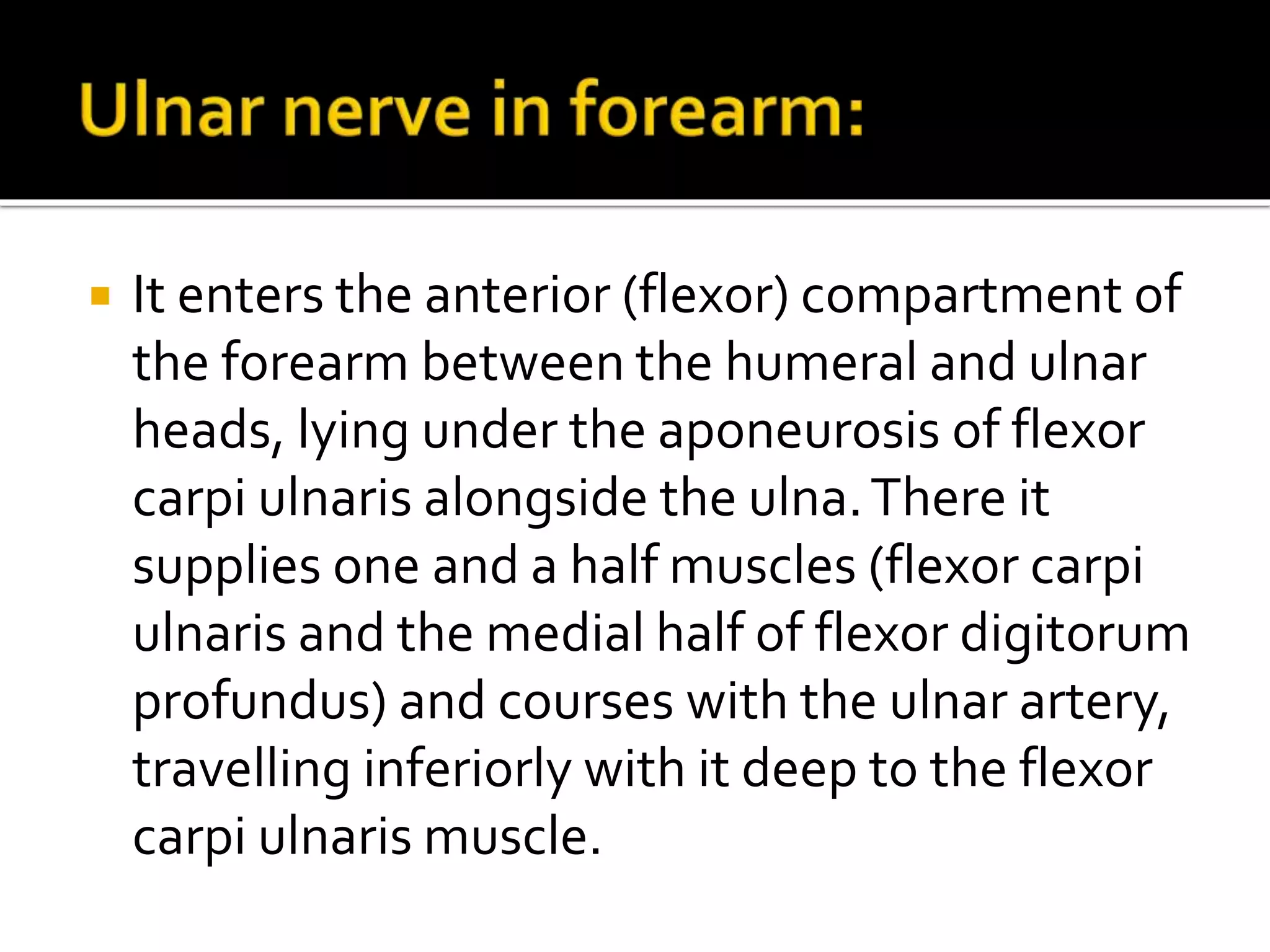  It enters the anterior (flexor) compartment of
the forearm between the humeral and ulnar
heads, lying under the aponeurosis of flexor
carpi ulnaris alongside the ulna.There it
supplies one and a half muscles (flexor carpi
ulnaris and the medial half of flexor digitorum
profundus) and courses with the ulnar artery,
travelling inferiorly with it deep to the flexor
carpi ulnaris muscle.
 