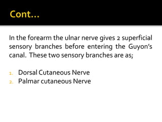 In the forearm the ulnar nerve gives 2 superficial
sensory branches before entering the Guyon’s
canal. These two sensory branches are as;
1. Dorsal Cutaneous Nerve
2. Palmar cutaneous Nerve
 