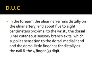  In the forearm the ulnar nerve runs distally on
the ulnar artery, and about five to eight
centimeters proximal to the wrist , the dorsal
ulnar cutaneous sensory branch exits, which
supplies sensation to the dorsal medial hand
and the dorsal little finger as far distally as
the nail & the 4 finger (3) digit.
 