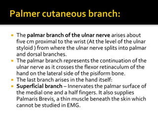  The palmar branch of the ulnar nerve arises about
five cm proximal to the wrist (At the level of the ulnar
styloid ) from where the ulnar nerve splits into palmar
and dorsal branches.
 The palmar branch represents the continuation of the
ulnar nerve as it crosses the flexor retinaculum of the
hand on the lateral side of the pisiform bone.
 The last branch arises in the hand itself:
 Superficial branch – Innervates the palmar surface of
the medial one and a half fingers. It also supplies
Palmaris Brevis, a thin muscle beneath the skin which
cannot be studied in EMG.
 