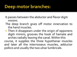 It passes between the abductor and flexor digiti
minimi.
The deep branch gives off motor innervation to
the hand muscles.
 Then it disappears under the origin of opponens
digiti minimi, grooves the hook of hamate and
arches radially leaving the canal. Within this
course, it supplies the three hypothenar muscles
and later all the interrosseus muscles, adductor
pollicis and usually the two ulnar lumbricals.
 