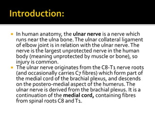  In human anatomy, the ulnar nerve is a nerve which
runs near the ulna bone.The ulnar collateral ligament
of elbow joint is in relation with the ulnar nerve.The
nerve is the largest unprotected nerve in the human
body (meaning unprotected by muscle or bone), so
injury is common.
 The ulnar nerve originates from the C8-T1 nerve roots
(and occasionally carries C7 fibres) which form part of
the medial cord of the brachial plexus, and descends
on the postero-medial aspect of the humerus.The
ulnar nerve is derived from the brachial plexus. It is a
continuation of the medial cord, containing fibres
from spinal roots C8 andT1.
 