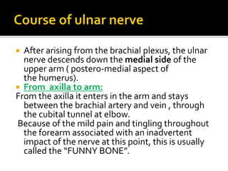  After arising from the brachial plexus, the ulnar
nerve descends down the medial side of the
upper arm ( postero-medial aspect of
the humerus).
 From axilla to arm:
From the axilla it enters in the arm and stays
between the brachial artery and vein , through
the cubital tunnel at elbow.
Because of the mild pain and tingling throughout
the forearm associated with an inadvertent
impact of the nerve at this point, this is usually
called the “FUNNY BONE”.
 