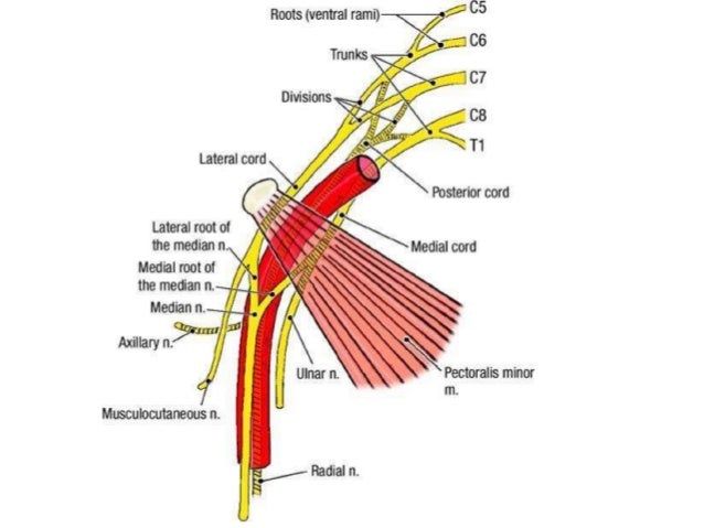sciatic nerve anatomy