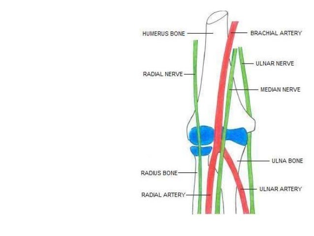 Anatomy and Examination of Ulnar & Sciatic Nerves