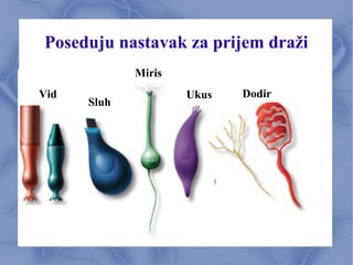 Poseduju nastavak za prijem draži
Vid
Sluh
Miris
Ukus Dodir
 