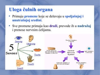 Uloga čulnih organa
Primaju promene koje se dešavaju u spoljašnjoj i
unutrašnjoj sredini.
Sve promene primaju kao draži, prevode ih u nadražaj
i prenose nervnim ćelijama.
 