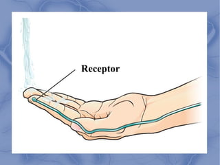Receptor
 