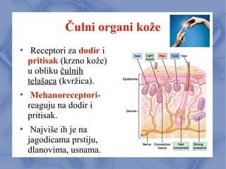 Čulni organi kože
Receptori za dodir i
pritisak (krzno kože)
u obliku čulnih
telašaca (kvržica).
Mehanoreceptori-
reaguju na dodir i
pritisak.
Najviše ih je na
jagodicama prstiju,
dlanovima, usnama.
 