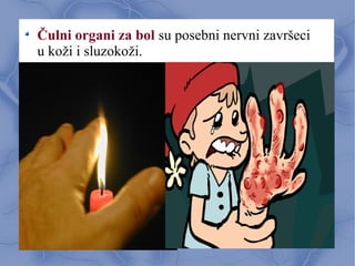 Čulni organi za bol su posebni nervni završeci
u koži i sluzokoži.
 