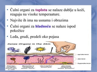 Čulni organi za toplotu se nalaze dublje u koži,
reaguju na visoke temperaature.
Najviše ih ima na usnama i obrazima
Čulni organi za hladnoću se nalaze ispod
pokožice
Leđa, grudi, predeli oko pojasa
 