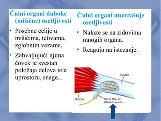 Čulni organi duboke
(mišićne) osetljivosti
Posebne ćelije u
mišićima, tetivama,
zglobnim vezama.
Zahvaljujući njima
čovek je svestan
položaja delova tela
uprostoru, snage...
Čulni organi unutrašnje
osetljivosti
Nalaze se na zidovima
mnogih organa.
Reaguju na istezanje.
 