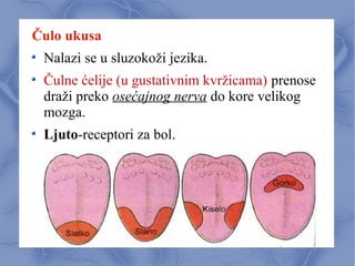 Čulo ukusa
Nalazi se u sluzokoži jezika.
Čulne ćelije (u gustativnim kvržicama) prenose
draži preko osećajnog nerva do kore velikog
mozga.
Ljuto-receptori za bol.
 