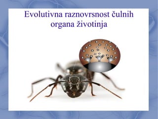 Evolutivna raznovrsnost čulnih
organa životinja
 