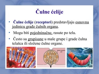 Čulne ćelije
Čulne ćelije (receptori) predstavljaju osnovnu
jedinicu građe čulnih organa.
Mogu biti pojedninačne, rasute po telu.
Često su grupisane u male grupe i grade čulna
telašca ili složene čulne organe.
 
