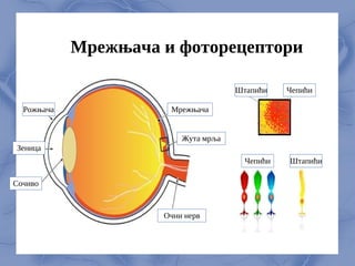Мрежњача и фоторецептори
Рожњача
Зеница
Сочиво
Мрежњача
Жута мрља
Очни нерв
Штапићи Чепићи
Чепићи Штапићи
 