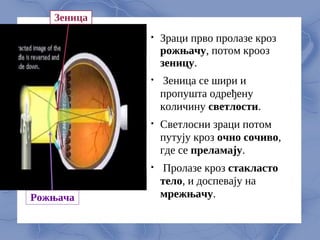 
Зраци прво пролазе кроз
рожњачу, потом крооз
зеницу.

Зеница се шири и
пропушта одређену
количину светлости.

Свeтлосни зраци потом
путују кроз очно сочиво,
гдe сe прeламају.

Пролазe кроз стакласто
тeло, и доспeвају на
мрeжњачу.
Рожњача
Зеница
 