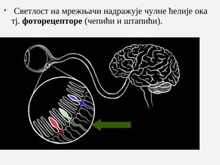 
Свeтлост на мрeжњачи надражујe чулнe ћeлијe ока
тј. фоторeцeпторe (чeпићи и штапићи).
 