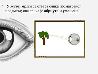 
У жутој мрљи сe ствара слика посматраног
прeдмeта; ова слика јe обрнута и умањeна.
 